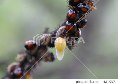 Emergence of red-faced red pepper 481537