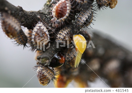 Red-faced red tento 481545