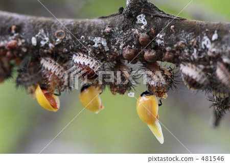 Emergence of red-faced red pepper Emergence of red-faced red pepper 481546