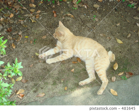 放鬆的貓 481645