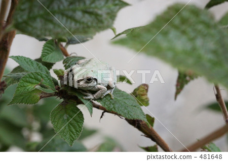 樹蛙 481648