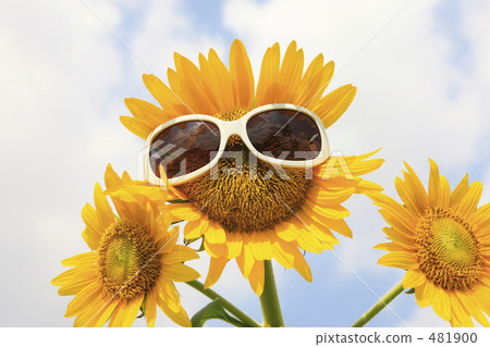 戴太陽鏡的向日葵 481900