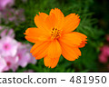 Yellow flower cosmos 481950