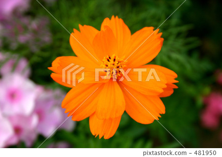 黃色花波斯菊 481950