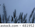 Wind blowing ... 481952