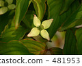 Dogwood 481953