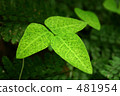 Green leaves 481954