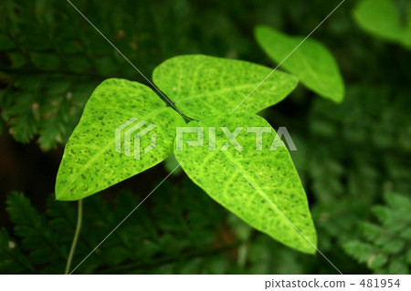 Green leaves Green leaves 481954