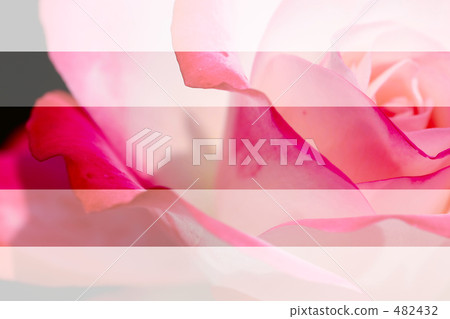 Rose gradation 482432