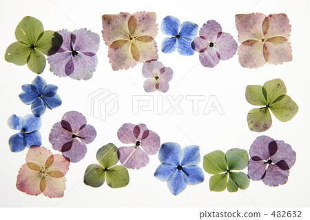 被按的花框架 被按的花框架 482632