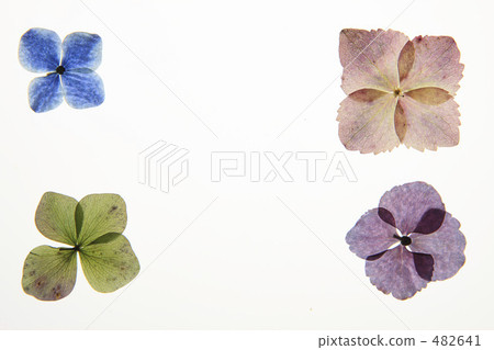 Frame of pressed flowers 482641