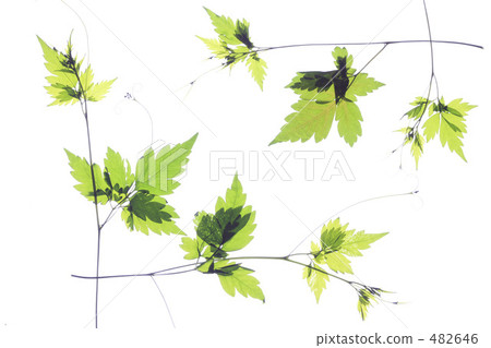 Frame of pressed flowers Frame of pressed flowers 482646
