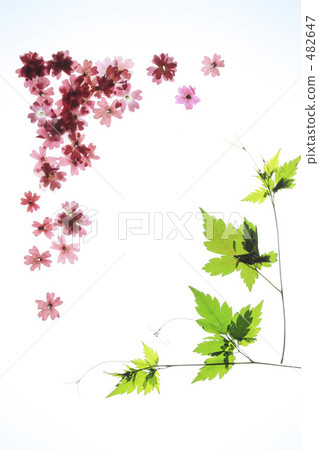 Frame of pressed flowers 482647