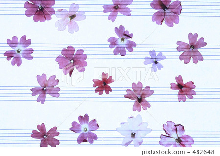 Frame of pressed flowers 482648
