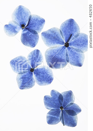 Frame of pressed flowers Frame of pressed flowers 482650