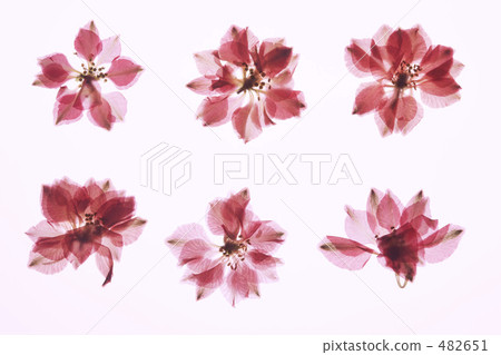 Frame of pressed flowers 482651