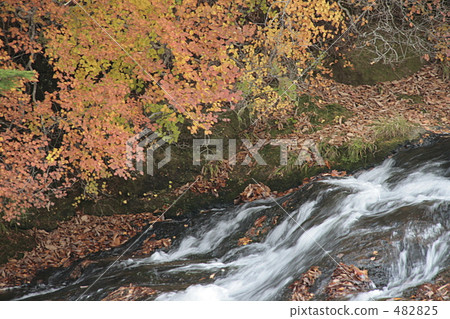 葉子轉動葉子和流動 482825