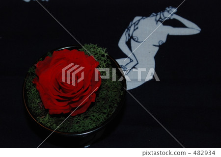 花 482934