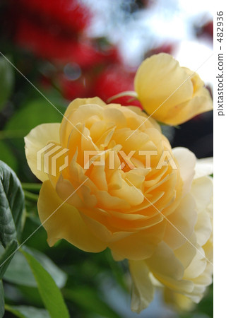 花 482936