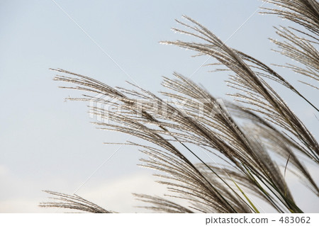 Aozora和鈴木 483062