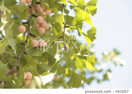 富有成效的銀杏開帳單 富有成效的銀杏開帳單 483067