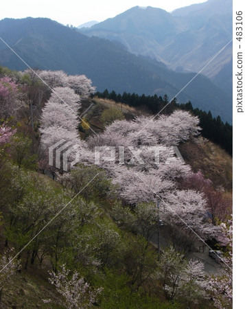 Sakura mountain park that shines on the slope Sakura mountain park that shines on the slope 483106