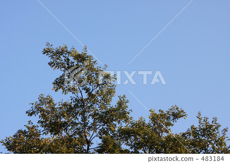 Aozora tree background 483184