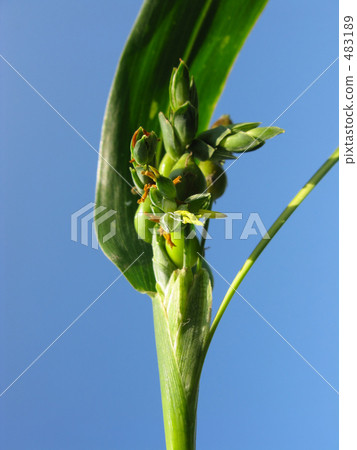 Juzudama flowers 483189