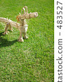 Tanabata horse 483527