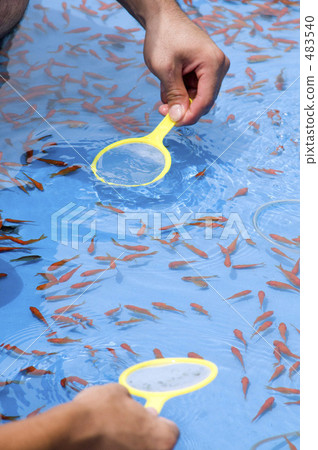 Goldfish scooping  483540