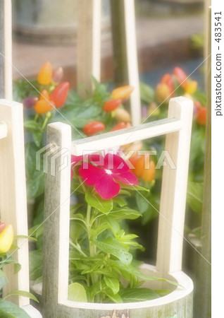 長春花 長春花 483541