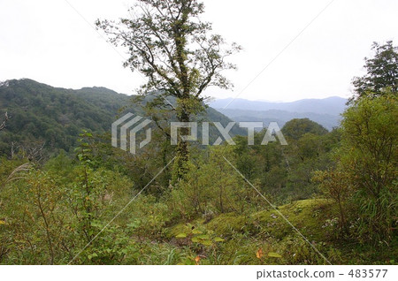 Jungle of Hokkaido 483577