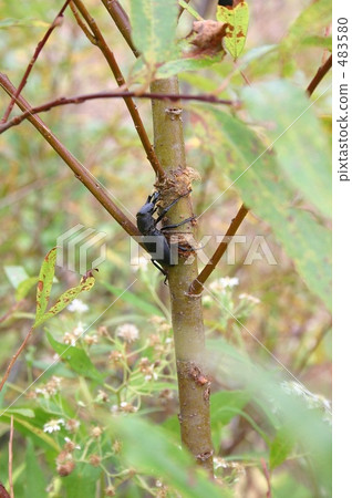 發現於北海道縣上城地區Okuwagata 483580