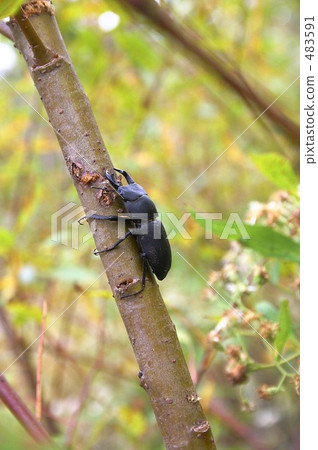 北海道上野町的Himeoka okuwagata 北海道上野町的Himeoka okuwagata 483591