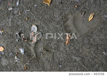 在森林公路發現的棕熊腳印 483598