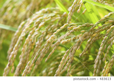 Rice field 483613