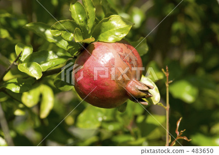 pomegranate  483650