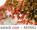 maple, yellow leafe, foliage 483662