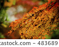 naritasan shinshouji, autumn leaves, autumnal tints 483689