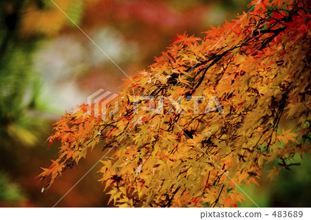 naritasan shinshouji, autumn leaves, autumnal tints 483689