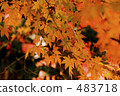 naritasan shinshouji, maple, yellow leafe 483718
