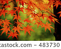 maple, yellow leafe, foliage 483730