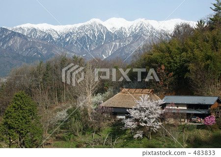 美里的櫻花樹 483833