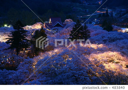 高藤城跡公園的櫻花 483840