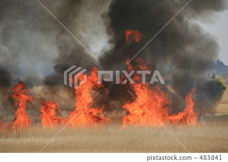 Watarase Setoikei的野外燒傷 483841