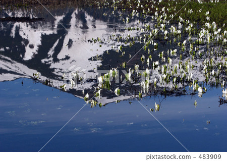Water Basho of Ozegahara to be in a water glass Water Basho of Ozegahara to be in a water glass 483909