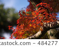 Autumn leaves 484277
