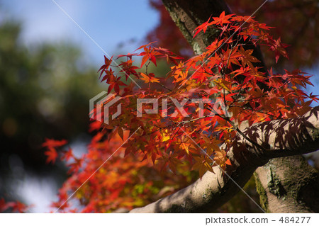 Autumn leaves 484277