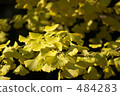 Ginkgo biloba 484283