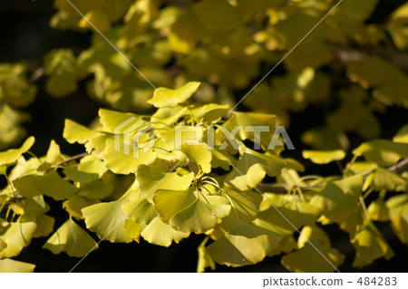 Ginkgo biloba Ginkgo biloba 484283